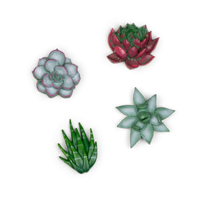 Aimants succulents