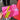 Taper Candles- 5 Pack/ Spring Fuchsia Confetti